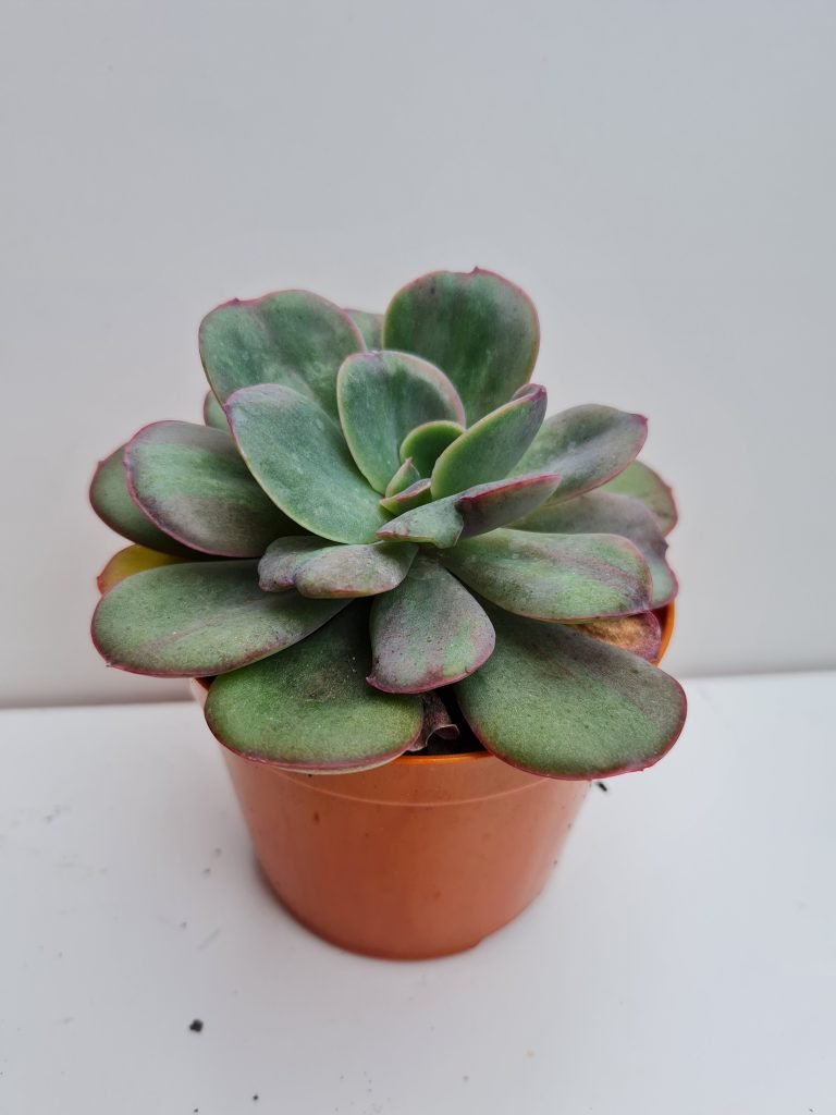 Suculenta Echeveria Goiabinha Verde Amor Jardinagem