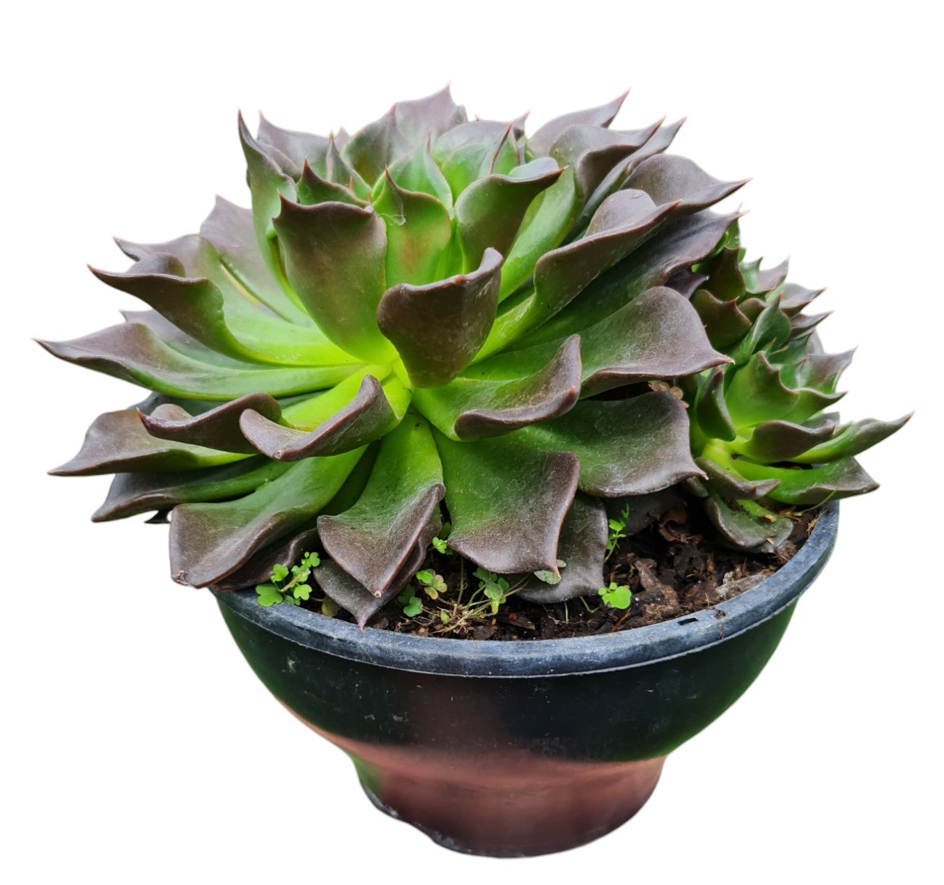 Suculenta Echeveria Black Prince Folhas Onduladas Cuia Verde