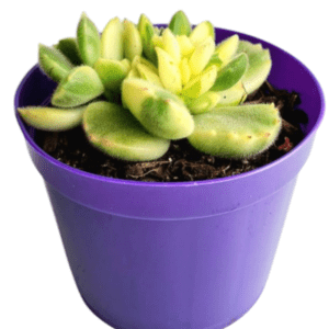 Suculenta Pata de Urso Variegata