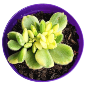 Suculenta Pata de Urso Variegata