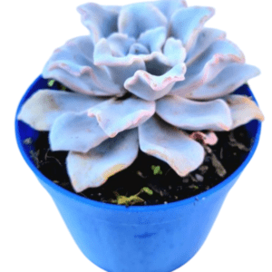 Suculenta Echeveria Crispate Beauty