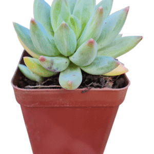 Suculenta Pachyveria Glauca