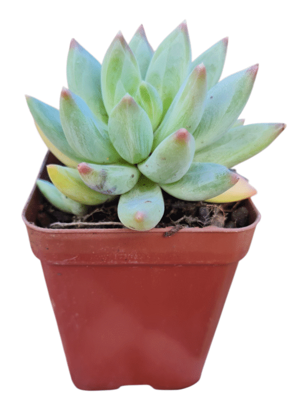 Suculenta Pachyveria Glauca - Imagem 2