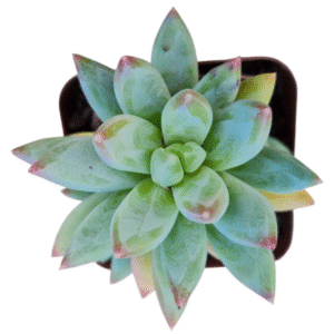 Suculenta Pachyveria Glauca