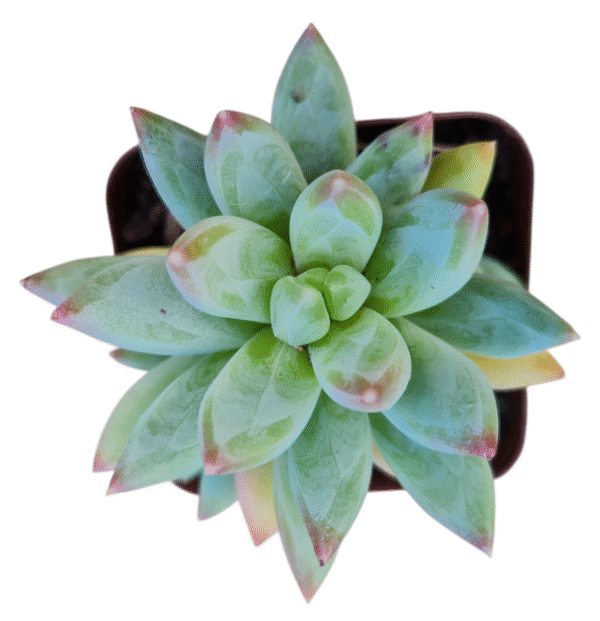 Suculenta Pachyveria Glauca