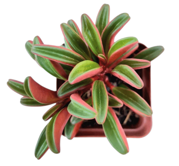 Suculenta Peperomia Graveolens