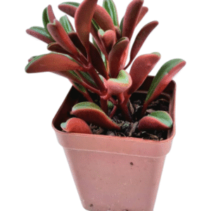Suculenta Peperomia Graveolens