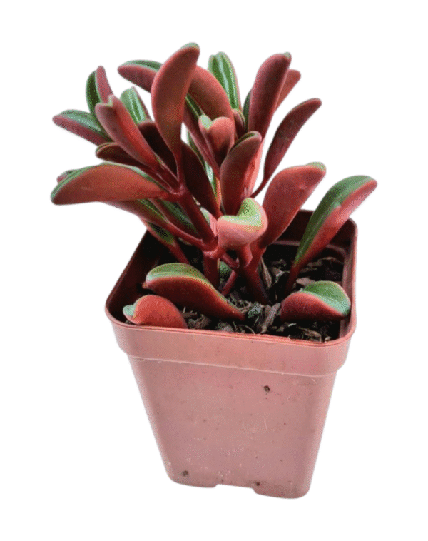 Suculenta Peperomia Graveolens - Imagem 2