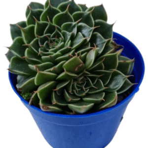 Suculenta Graptopetalum Tacitus Bellus