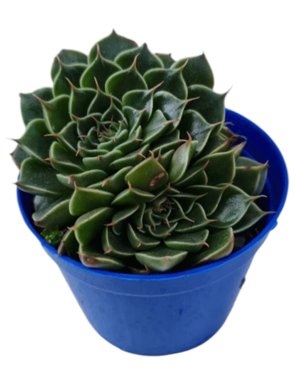 Suculenta Graptopetalum Tacitus Bellus