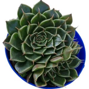 Suculenta Graptopetalum Tacitus Bellus