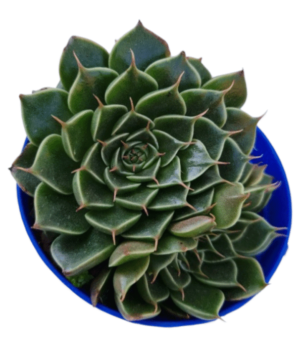 Suculenta Graptopetalum Tacitus Bellus - Imagem 2