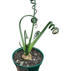 Suculenta Albuca Spiralis