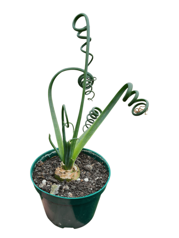Suculenta Albuca Spiralis