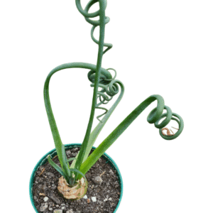 Suculenta Albuca Spiralis