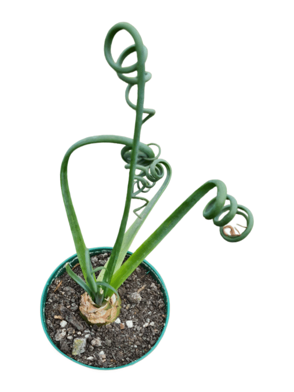 Suculenta Albuca Spiralis - Imagem 2