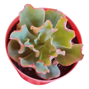 Suculenta Echeveria Dorothy