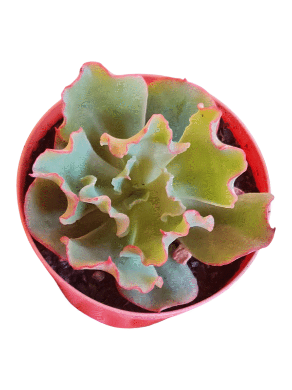 Suculenta Echeveria Dorothy