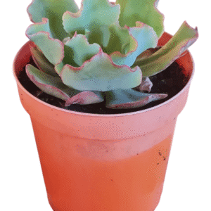 Suculenta Echeveria Dorothy