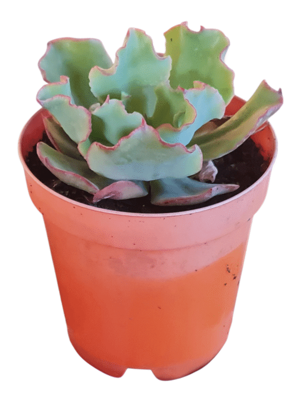 Suculenta Echeveria Dorothy - Imagem 2