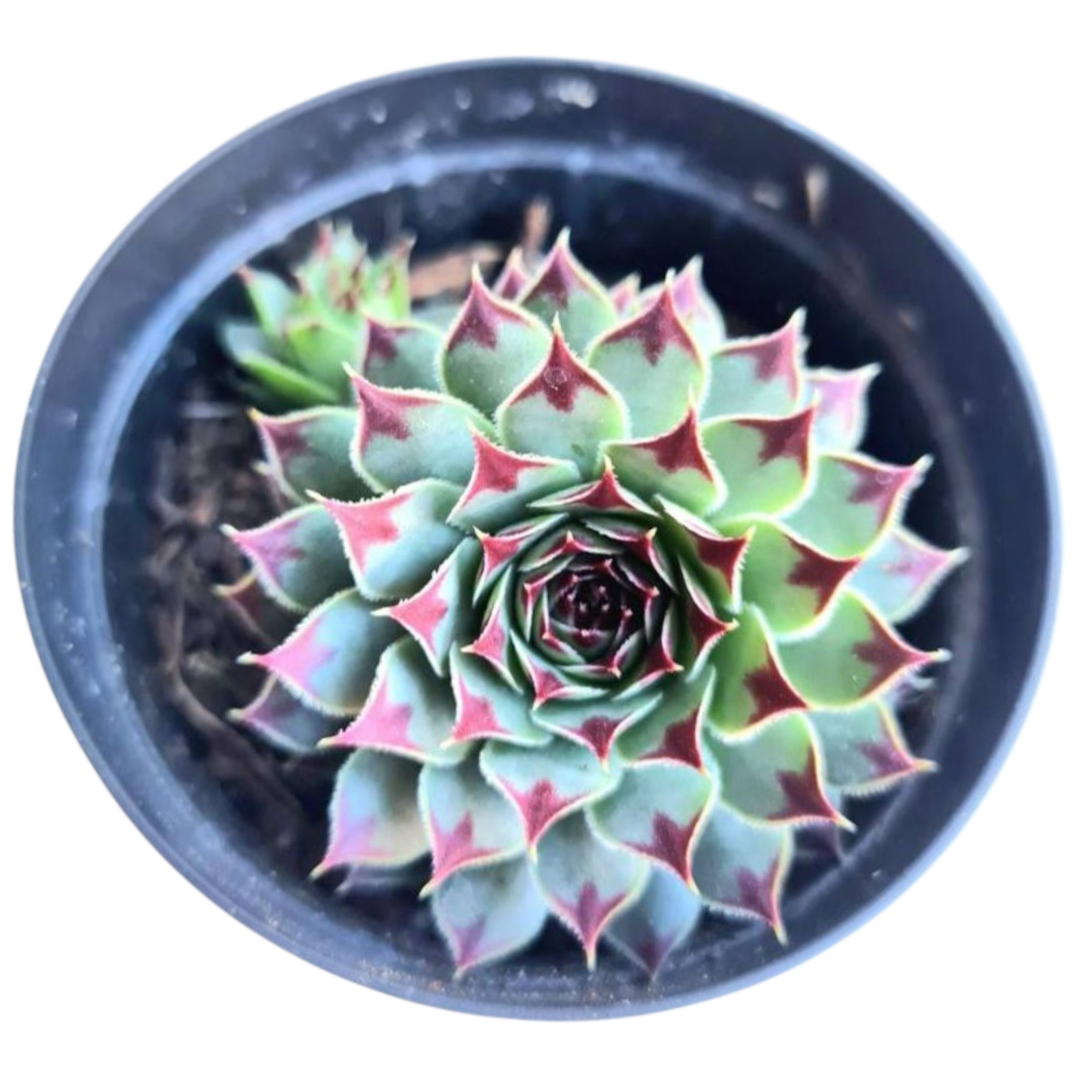 Suculenta Sempervivum Calcareum 4 Suculenta Sempervivum Calcareum - Imagem 2