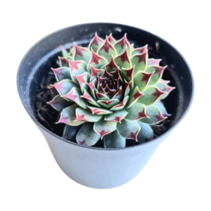 Suculenta Sempervivum Calcareum