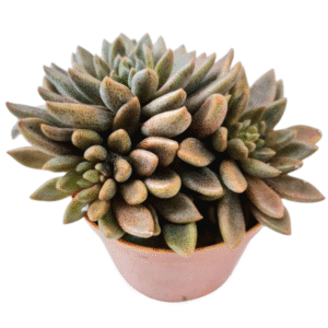 Suculenta Sinocrassula Densirosulata (Colônia)