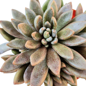 Suculenta Sinocrassula Densirosulata (Colônia)