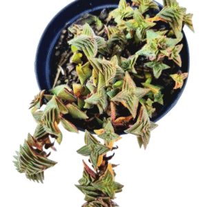 Suculenta Crassula Capitella Thyrsiflora