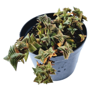 Suculenta Crassula Capitella Thyrsiflora