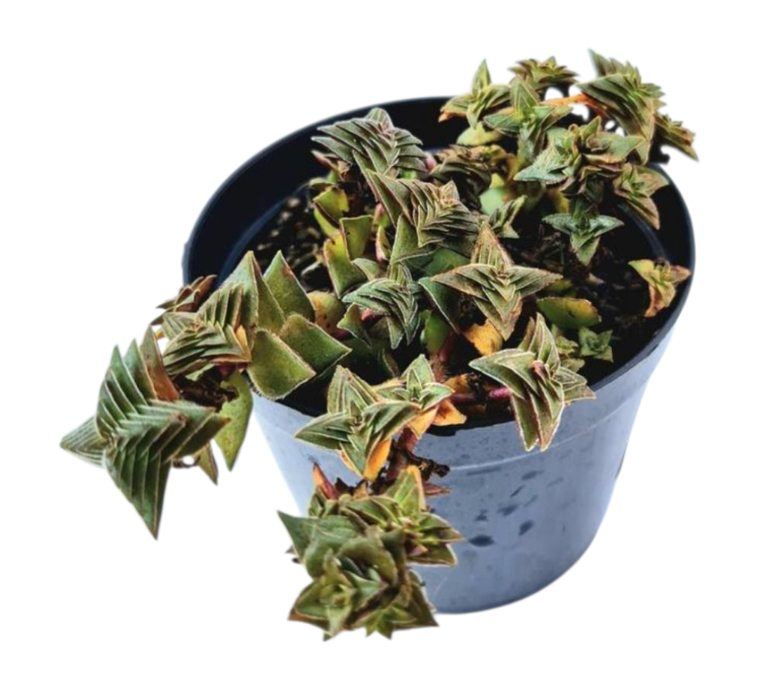 Suculenta Crassula Capitella Thyrsiflora 1 1000830628