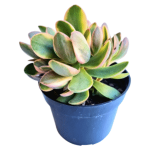 Suculenta Crassula Money Maker Variegata