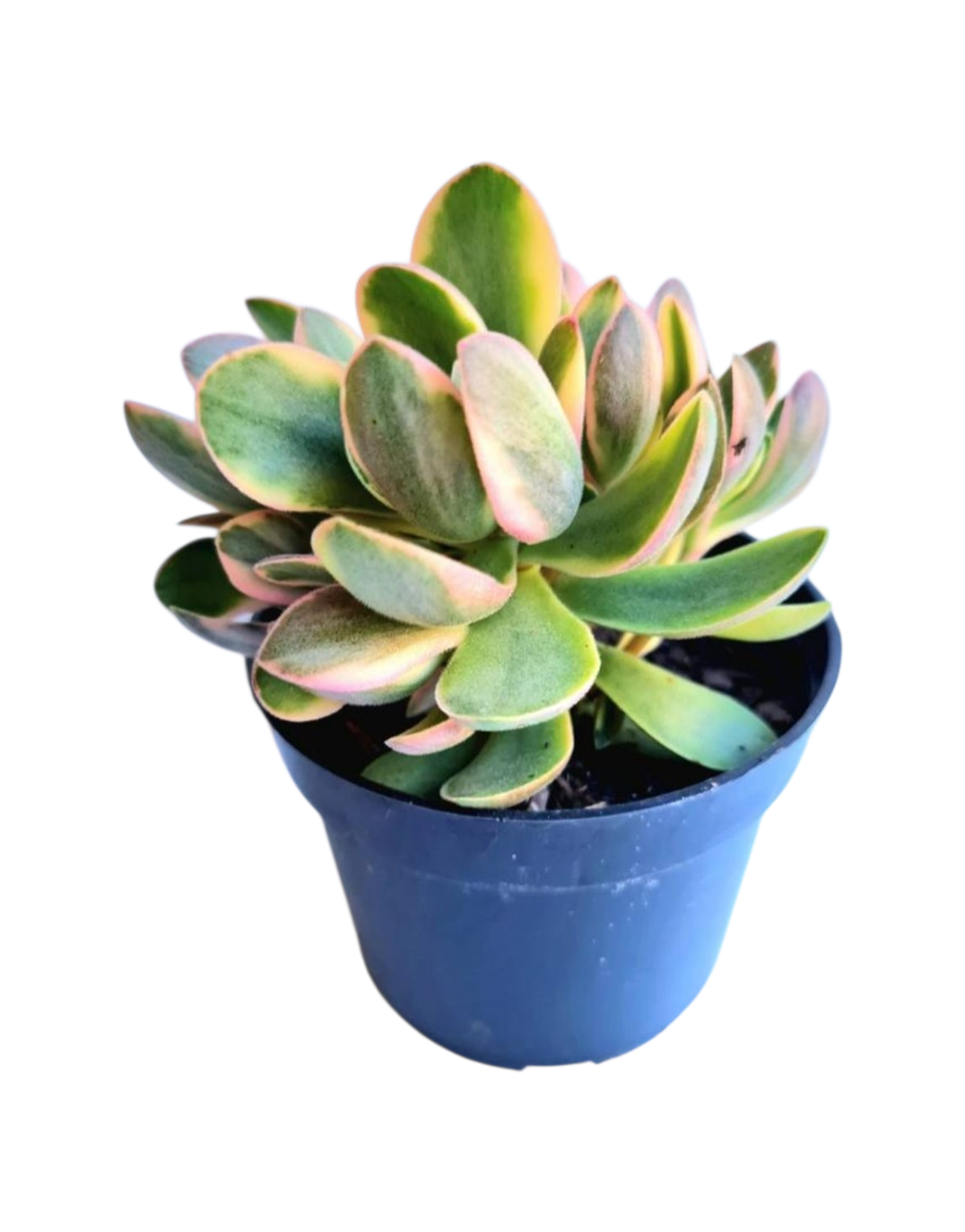 Suculenta Crassula Money Maker Variegata 3 Suculenta Crassula Money Maker Variegata