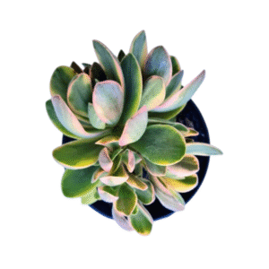 Suculenta Crassula Money Maker Variegata