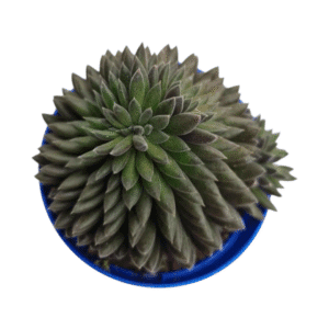 Suculenta Sinocrassula Yunannensis (Ouriço)