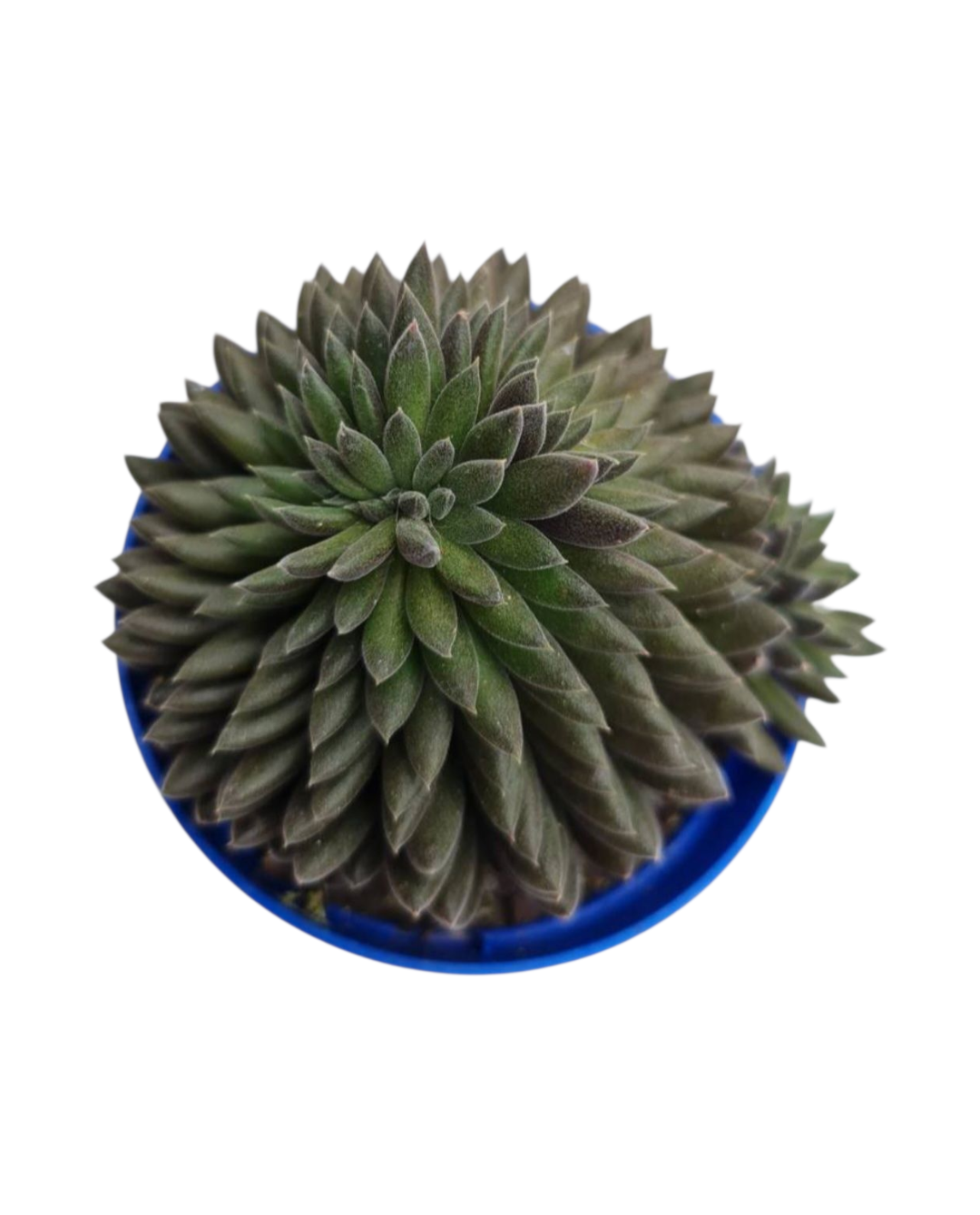 Suculenta Sinocrassula Yunannensis (Ouriço) 4 Suculenta Sinocrassula Yunannensis (Ouriço) - Imagem 2