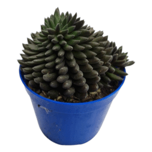 Suculenta Sinocrassula Yunannensis (Ouriço)