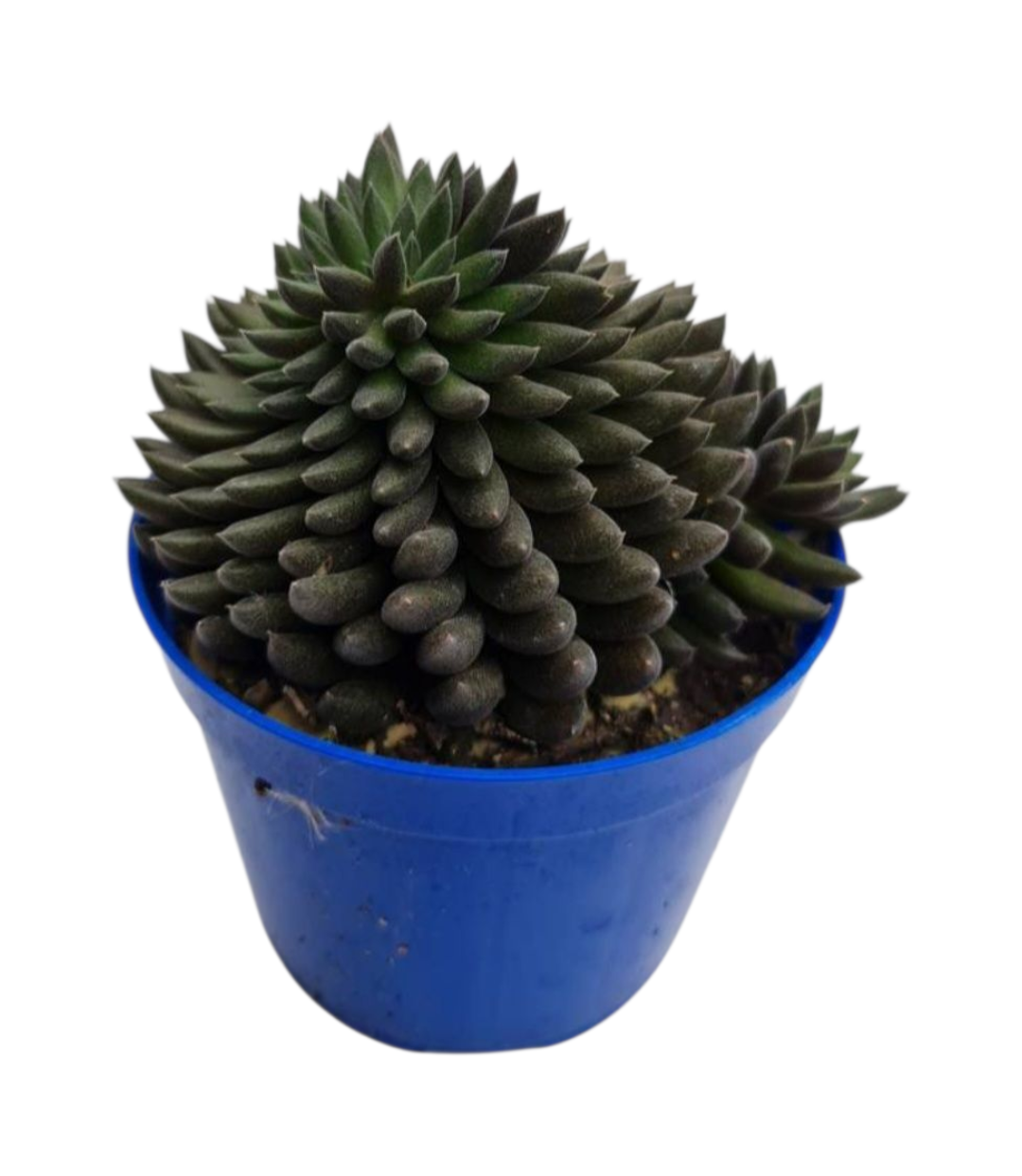 Suculenta Sinocrassula Yunannensis (Ouriço) 3 Suculenta Sinocrassula Yunannensis (Ouriço)