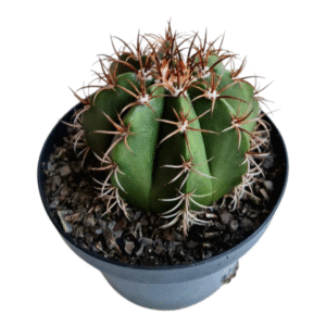 Cacto Coroa de Frade (Melocactus Zehntneri)