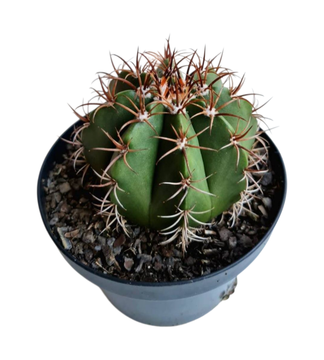 Cacto Coroa de Frade (Melocactus Zehntneri) 3 Cacto Coroa de Frade (Melocactus Zehntneri)