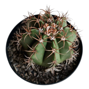 Cacto Coroa de Frade (Melocactus Zehntneri)