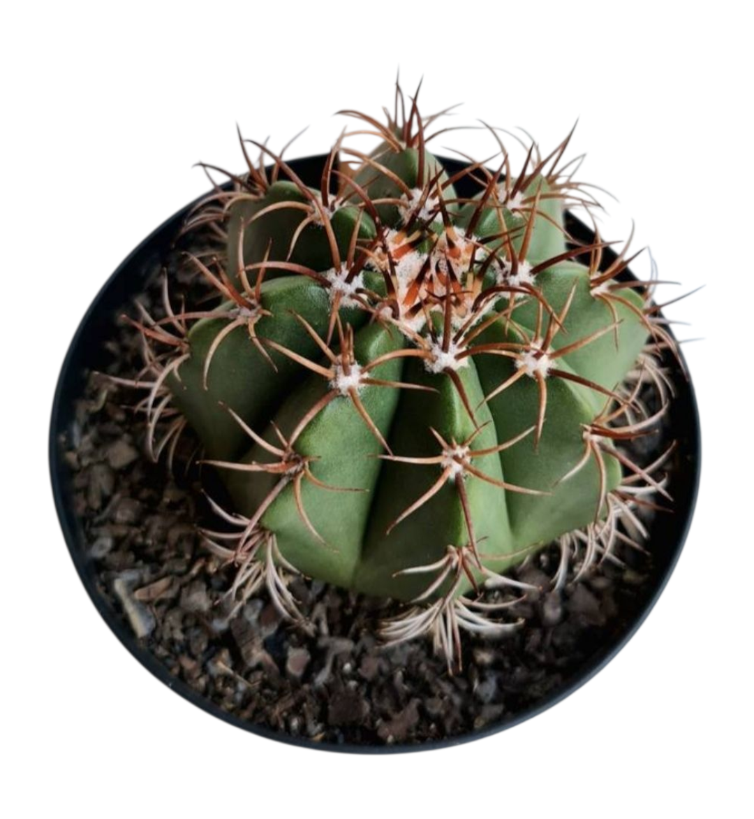 Cacto Coroa de Frade (Melocactus Zehntneri) 4 Cacto Coroa de Frade (Melocactus Zehntneri) - Imagem 2