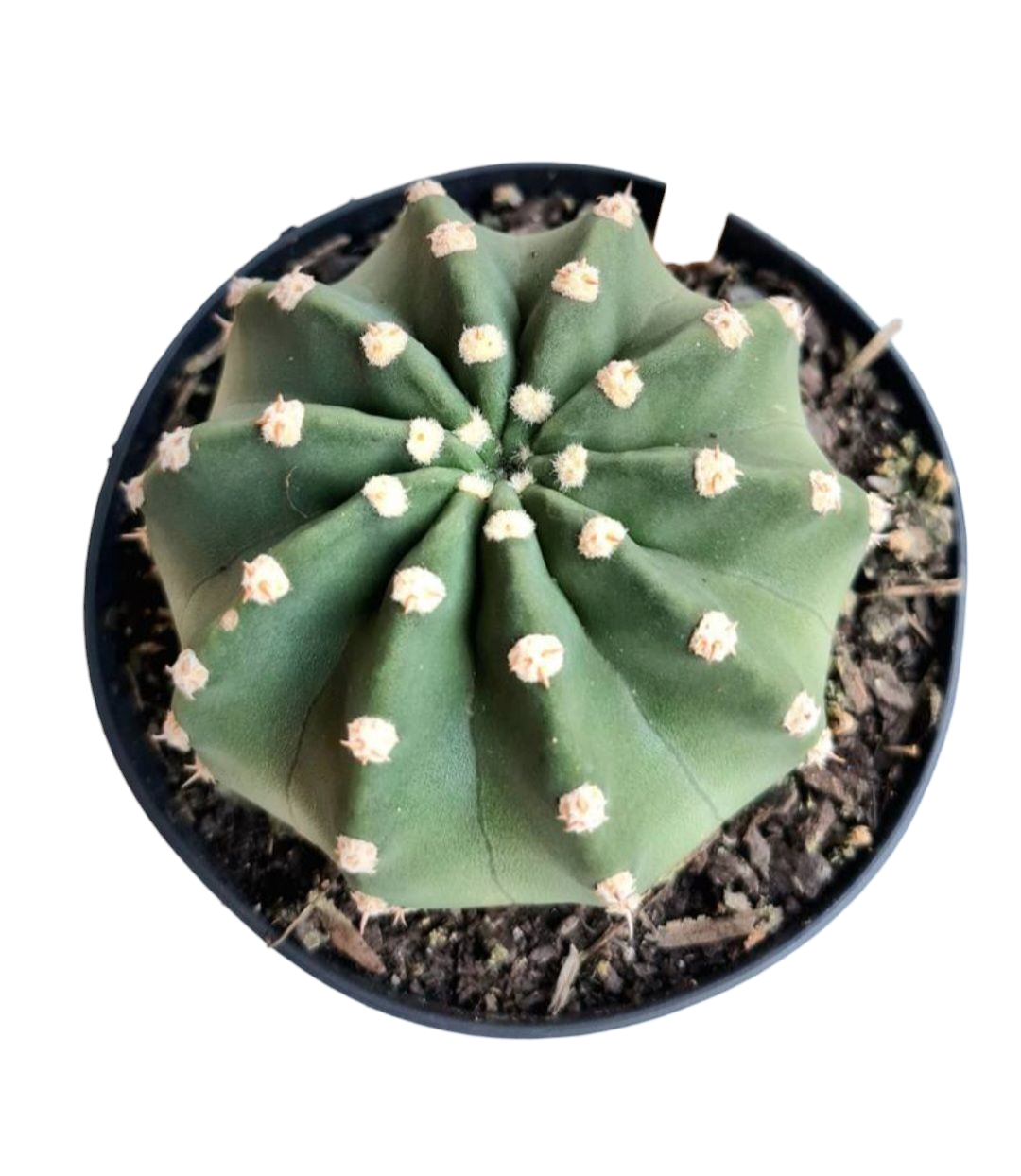 Cacto Lua - Echinopsis subdenudata - pote 11 5 Cacto Lua - Echinopsis subdenudata - pote 11 - Imagem 3