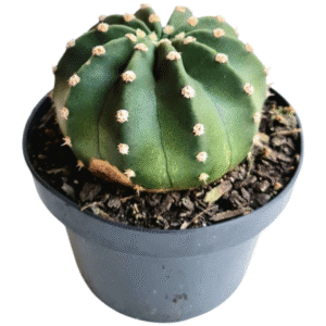 Cacto Lua – Echinopsis subdenudata – pote 11