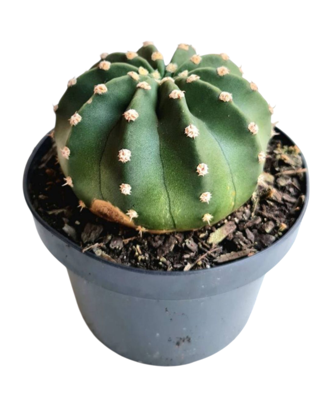 Cacto Lua - Echinopsis subdenudata - pote 11 4 Cacto Lua - Echinopsis subdenudata - pote 11 - Imagem 2