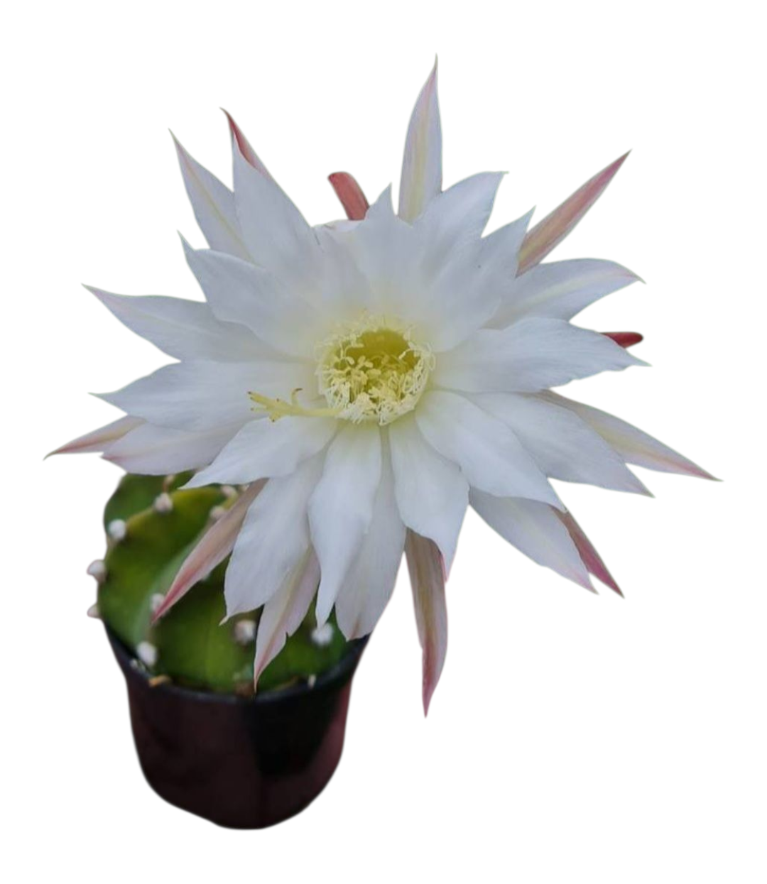 Cacto Lua - Echinopsis subdenudata - pote 11 1 1000878107