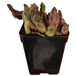 Suculenta Stapelia schinzii angolensis