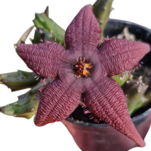 Suculenta Stapelia schinzii angolensis