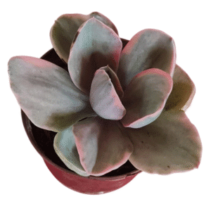 Suculenta Echeveria Decora Variegata