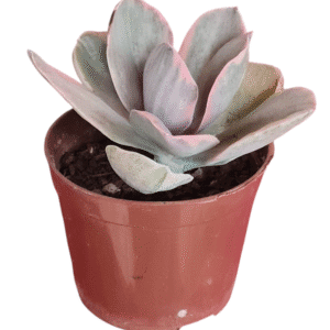 Suculenta Echeveria Decora Variegata